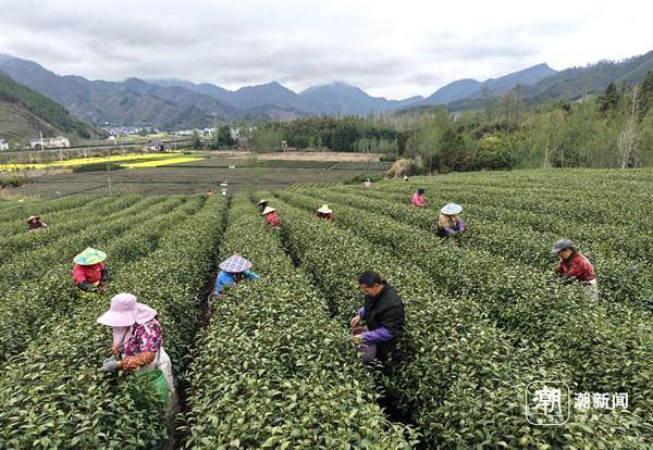 Quzhou welcomes spring tea harvest season