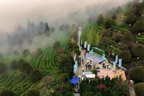 Quzhou celebrates spring harvest of Kaihua Longding tea