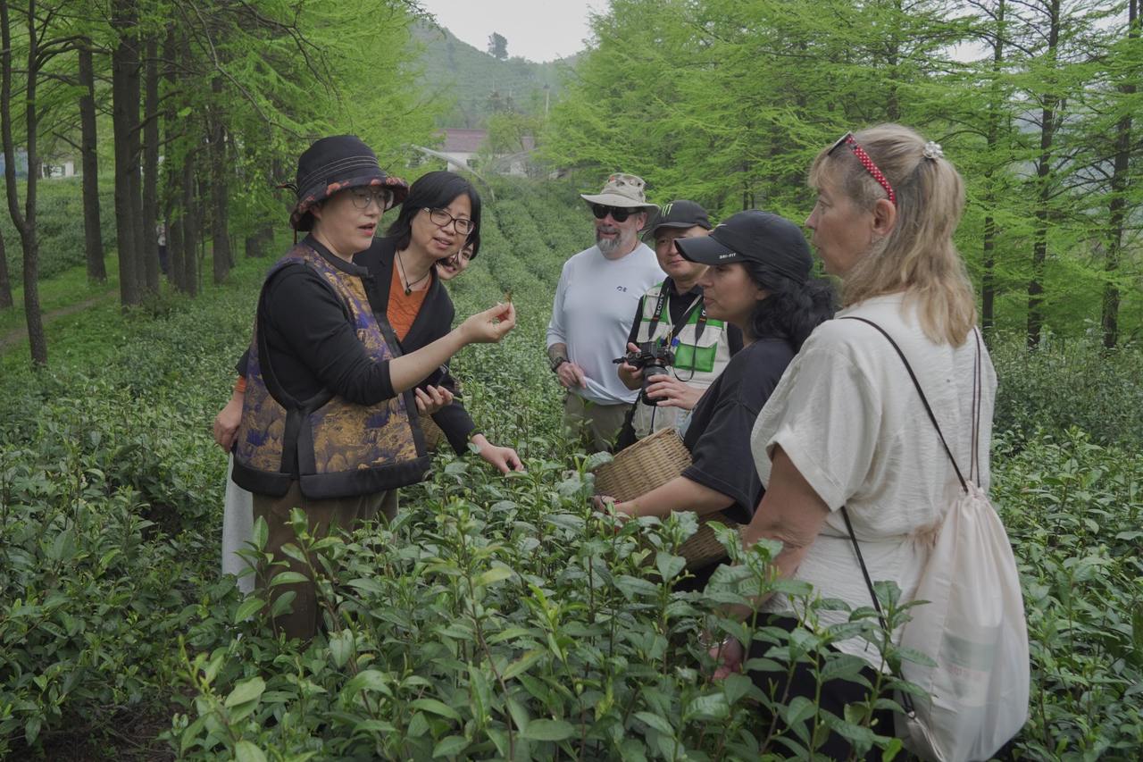 Steeping in heritage: How Mogan Yellow Tea is brewing a deeper kind of travel