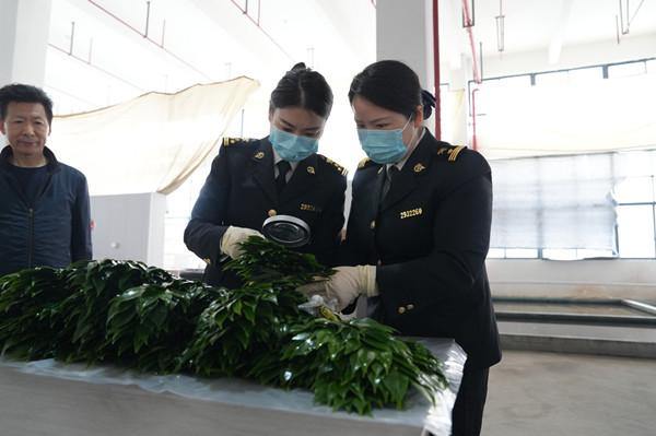 Zhoushan fresh-cut branch exports up 16.14% in first four months