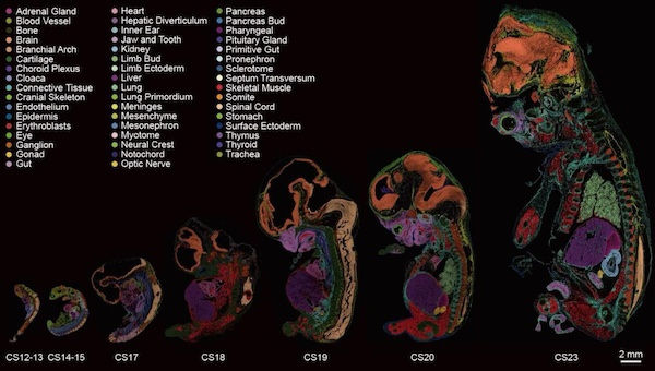 Scientists create first comprehensive map of early human embryo development