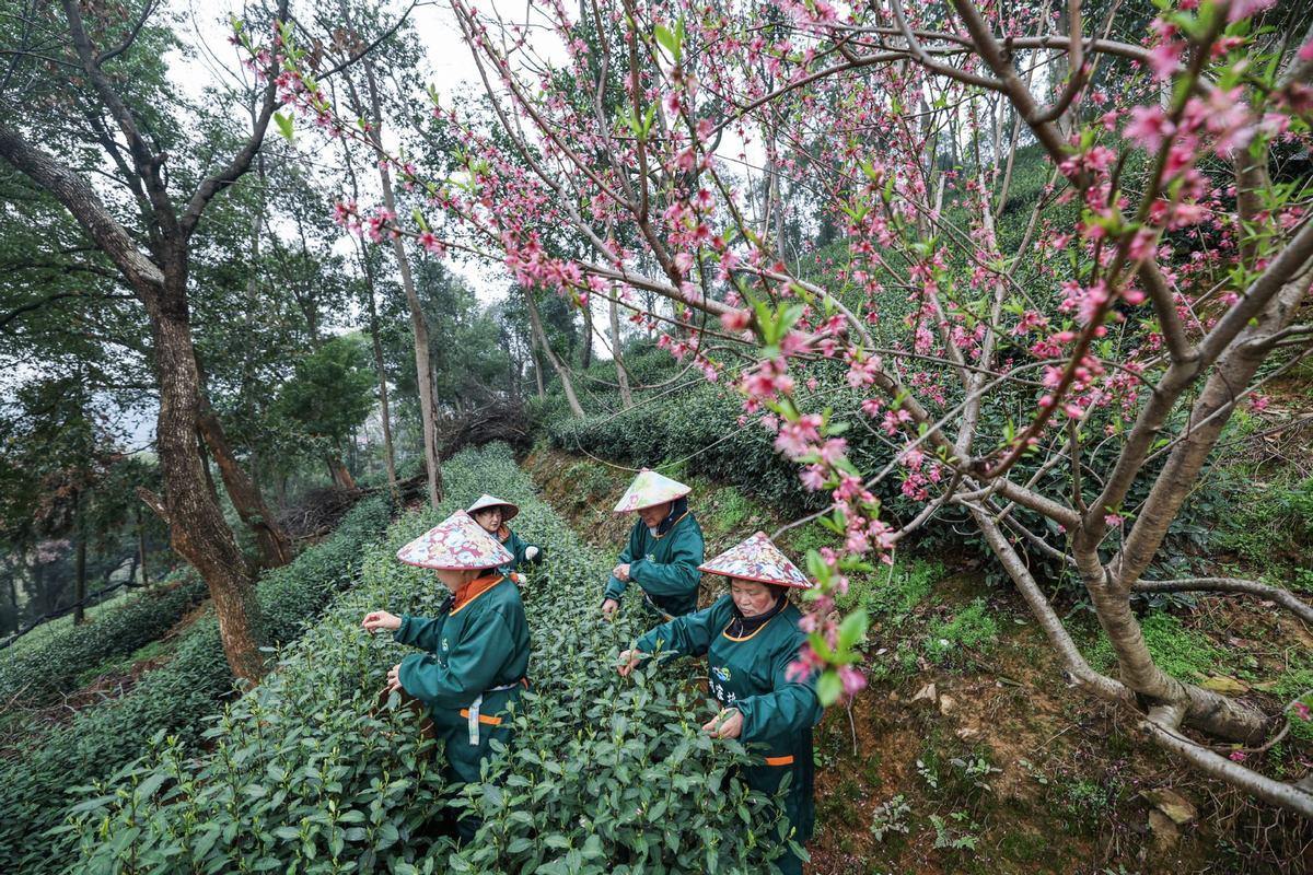Chinese tea culture takes deeper root in Belgrade