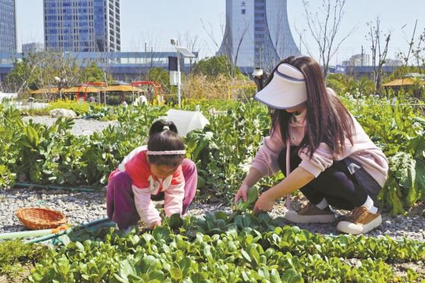 Ningbo's community gardens draw young crowds