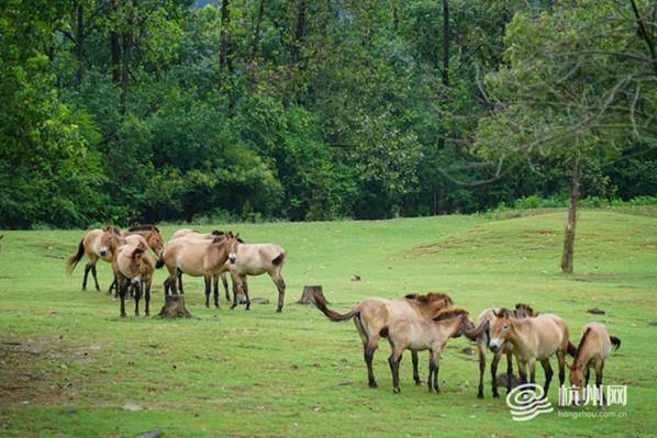 Przewalski's horses set to return to Xinjiang wild
