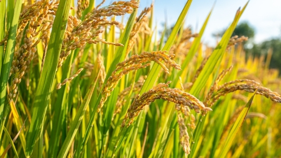 Study reveals 100,000-year evolution from wild to domesticated rice
