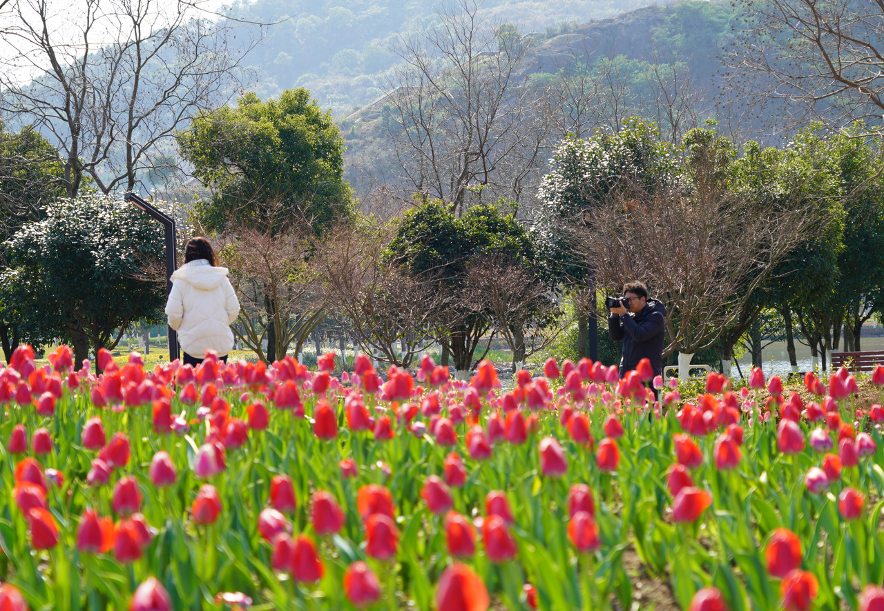 Tulips bloom under the sunshine, echoing the beauty of the spring