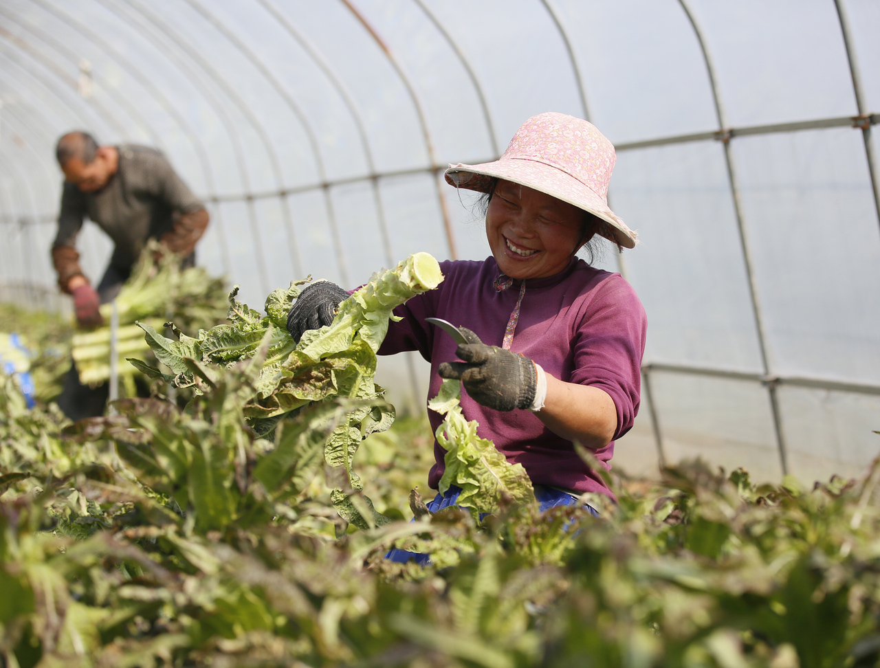 Smile in harvest for a prosperous future