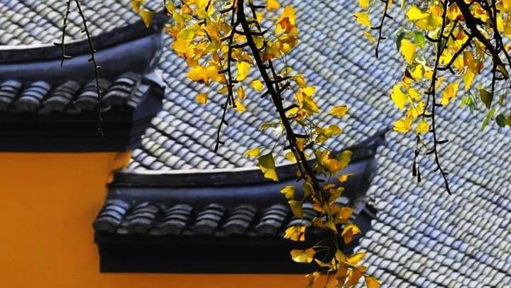 Maple leaves in Dafo Temple Scenic Resort