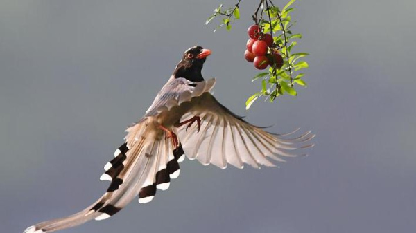 Birds with blue flashes on wings by the West Lake