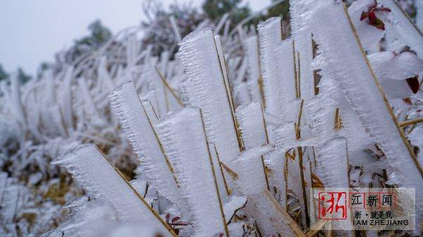 A glimpse of frozen plants on Baishanzu Scenic Resort