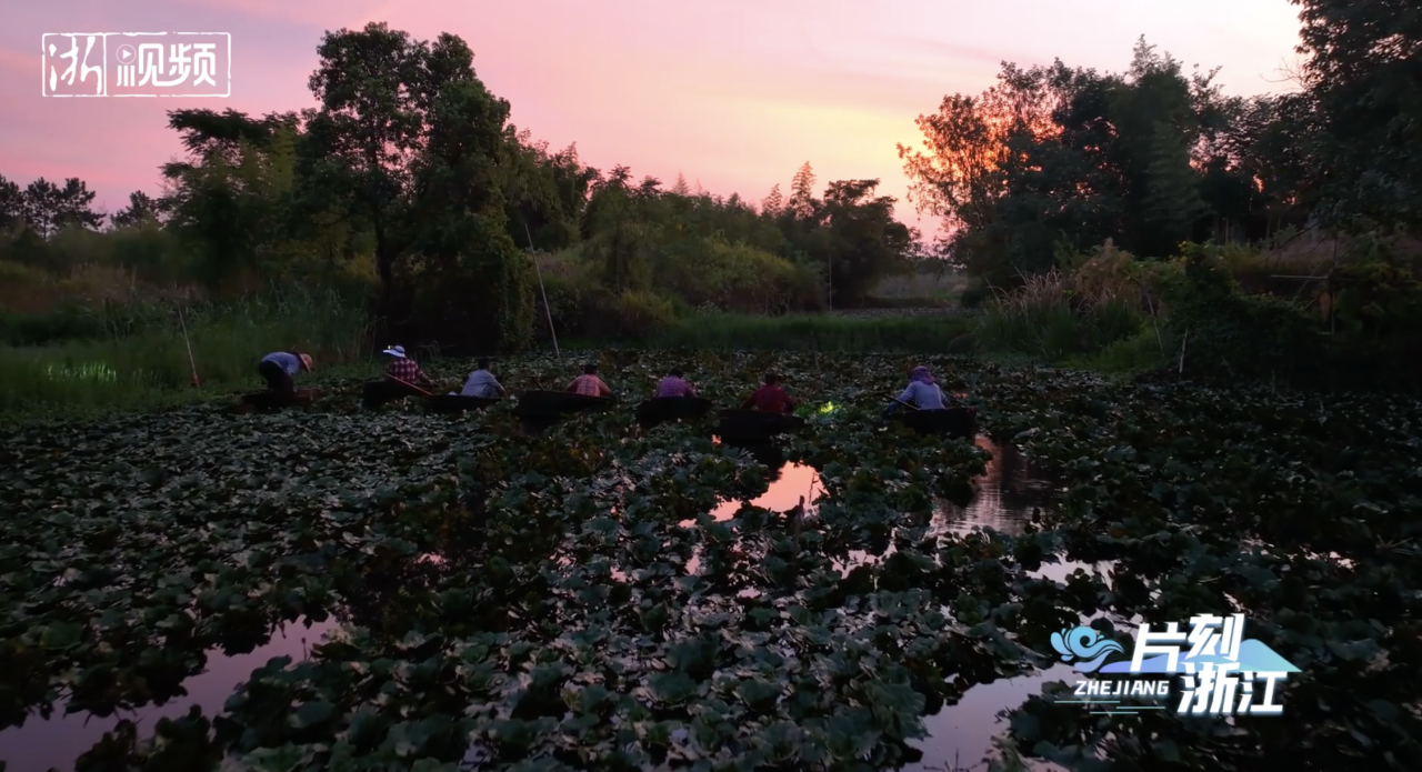 A Moment in Zhejiang | Chirping and the sound of paddling before dawn