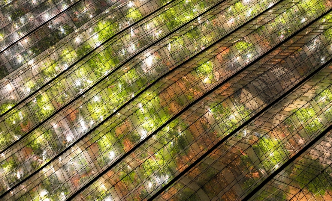 Smart lighting boosts waxberry production in Lanxi