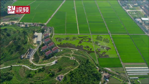 Z Video: Rice paddy art in Yushan, Fuyang