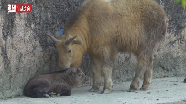 Baby Golden Takin born in Hangzhou Safari Park 萌出天际！杭州野生动物世界金毛羚牛宝宝蹒跚学步“练”登山