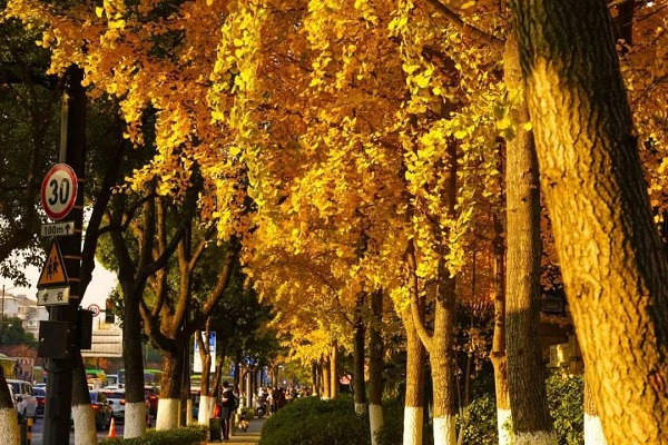 Explore enchanting colors of winter in Jiaxing