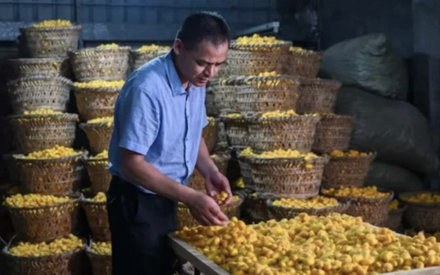 A new silk road: Colorful cocoons boom