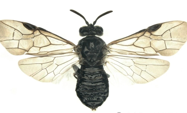 10 new insect species discovered in Lishui