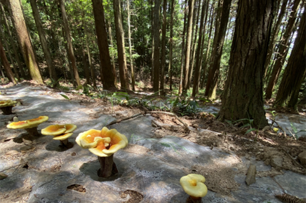 Lishui sees bumper harvest of Ganoderma spores