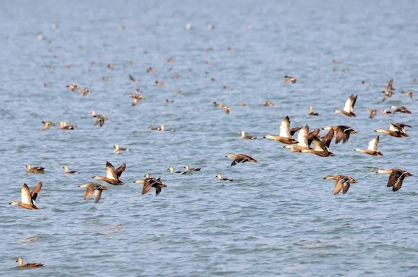 Nationally protected animals return to Jiaxing