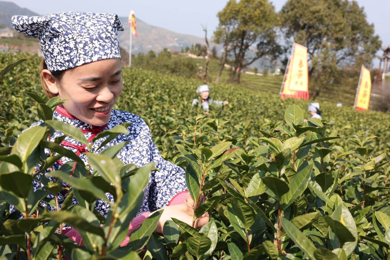 Wenzhou launches 2025 Green Tea Harvest