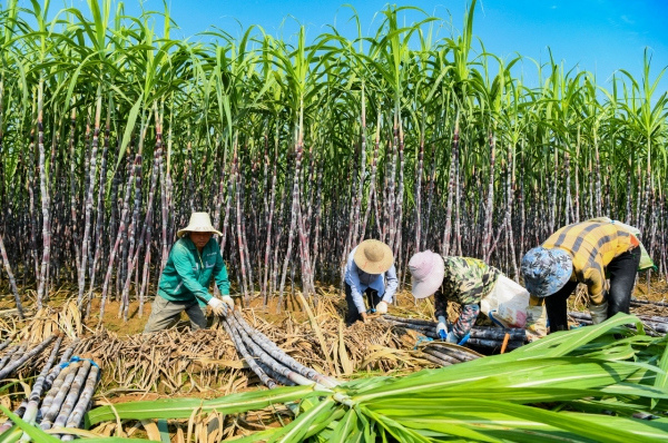 Harvesting sweet sugarcanes in Jinhua's Lanxi