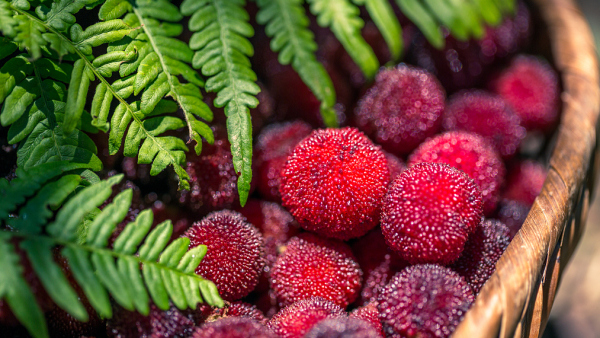 What is it like for foreigners to eat Chinese bayberries for the 1st time?