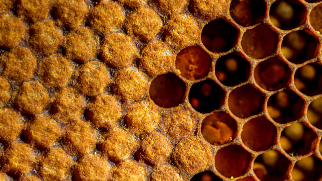 Beekeeping goes digital in Zhejiang