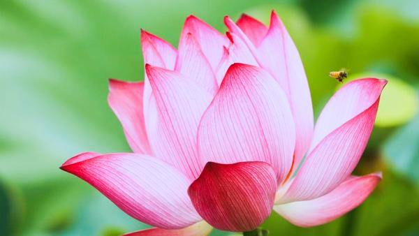 ZJ Snapshots: Xiazhu Lake National Wetland Park in east China's Zhejiang