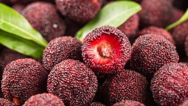 Mouth-watering bayberry map to add some sweet and sour to your summer