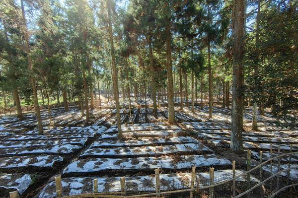 Forest farm in Lishui boosts rural prosperity