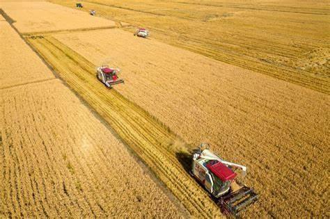 Grain yields to grow over next decade