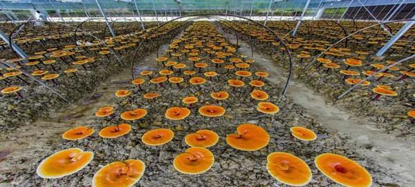 Edible mushroom industry booms in Lishui