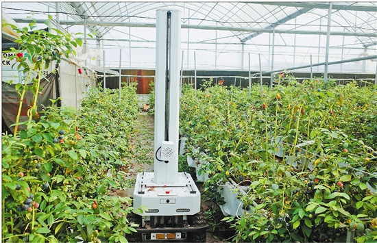 Quzhou farm pioneers agricultural innovation with AI tech