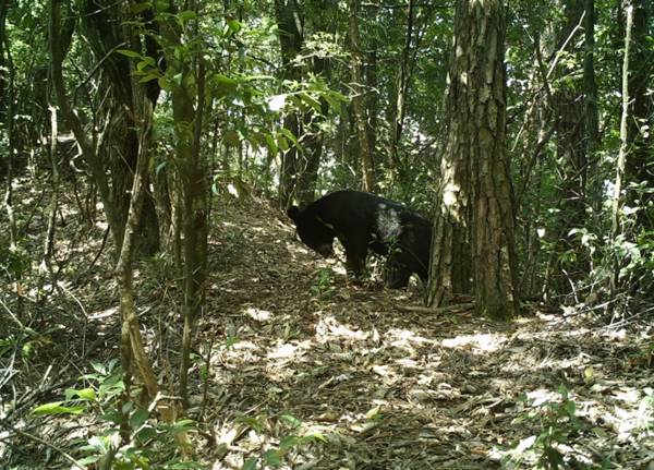 Black bears spotted in Quzhou's Jiangshan