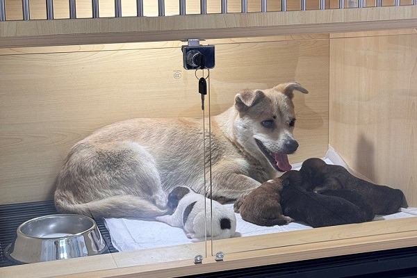 Temporary shelter for stray pets appears at Hangzhou international airport
