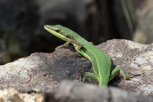 Rare lizard spotted in Ningbo