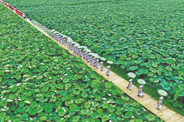 Farmers plant roots in flowering lotus industry
