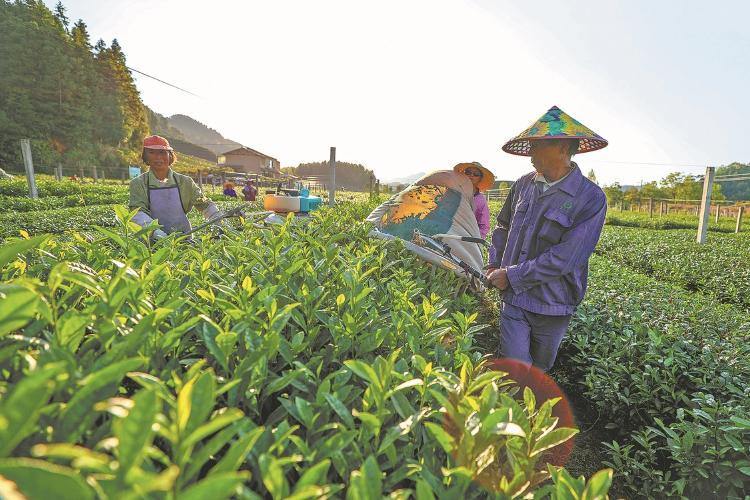 Zhejiang launches push to take tea global