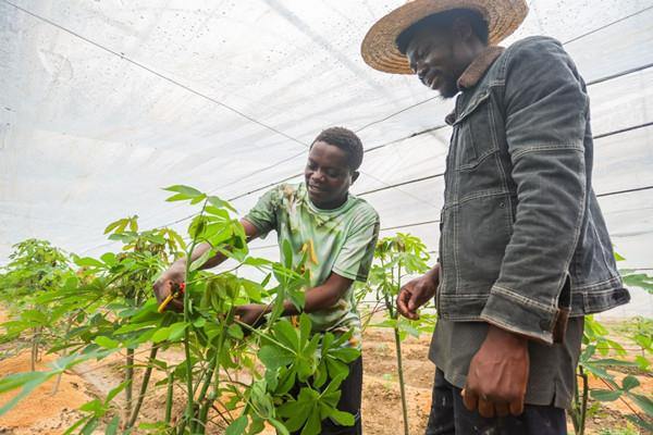 Congolese specialist cultivates African food plant in Huzhou