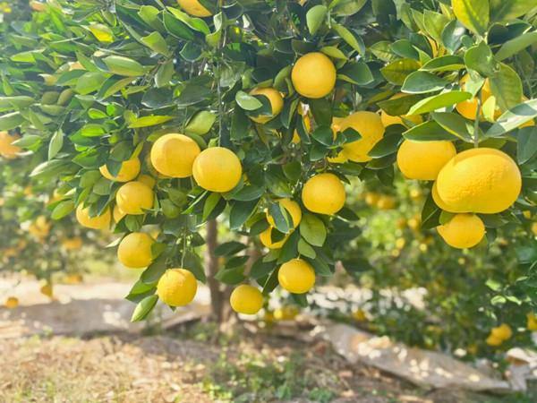 Changshan Huyou: A unique specialty of Quzhou