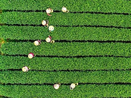 Tea farmers harvest West Lake Longjing tea in China's Hangzhou