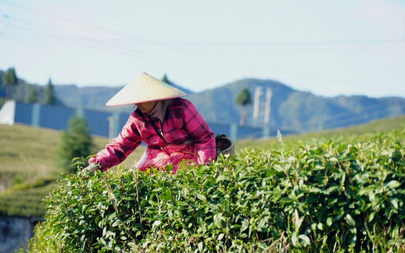 2038455612500602880.jpg Tea.jpg