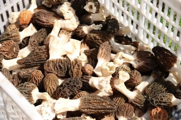 Suichang morel mushroom industry brings high returns