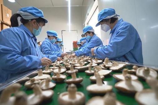 Qingyuan mushrooms go global