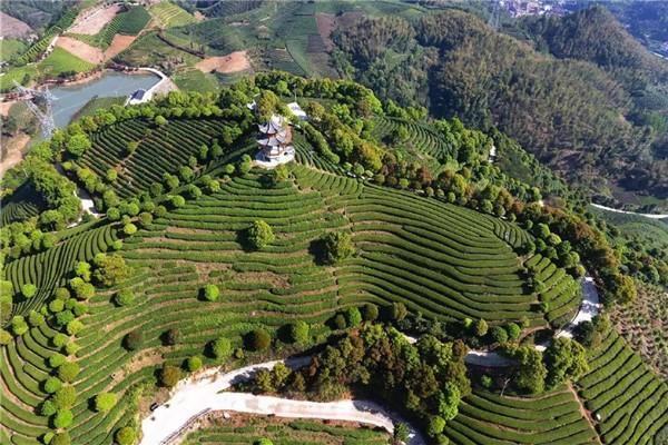 Wuyi evolves from tea leaves to matcha excellence