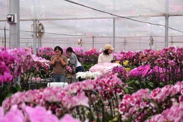 Moth orchids gain popularity in Jiaxing
