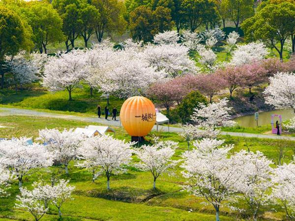 浙江海宁：春潮映樱 共绘钱塘画卷1_副本.jpg