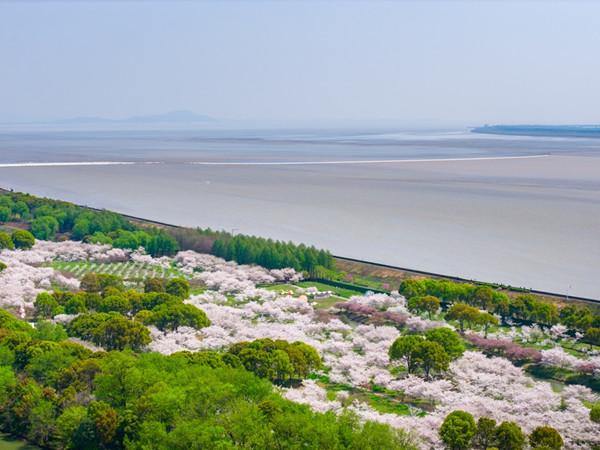 浙江海宁：春潮映樱 共绘钱塘画卷2_副本.jpg