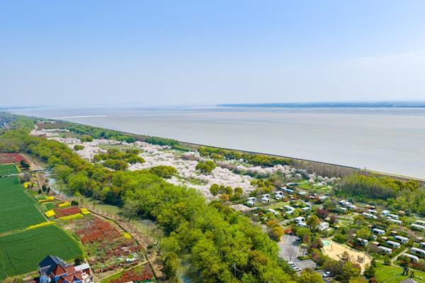 浙江海宁：春潮映樱 共绘钱塘画卷3_副本.jpg