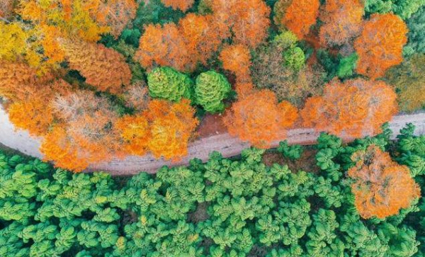 China Golden Larch Forest Park opens to the public